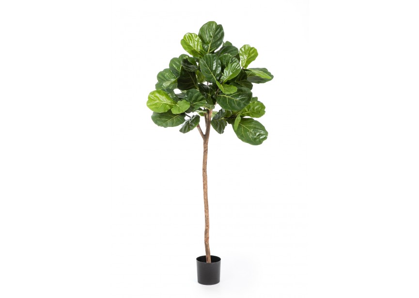 7 FICUS LYRATA SINGLE TRUNK H200