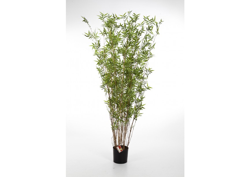 6 ORIENTAL BAMBOO TREE H190