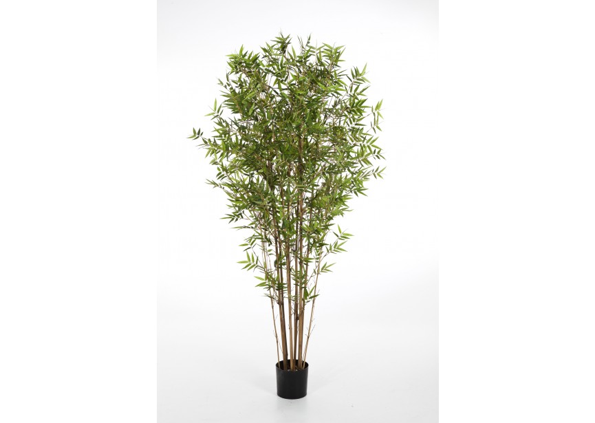 6 JAPANESE ORIENTAL BAMBOO H180