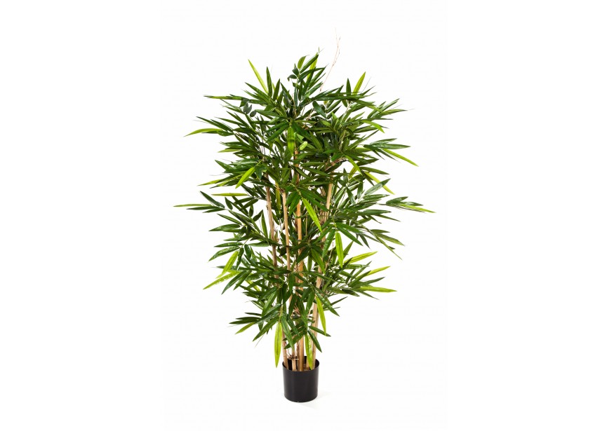 5 NEW BAMBOO TREE H150