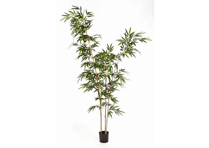 9 NEW BAMBOO ELEGANT TREE H260