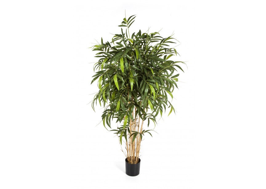 6 NEW NATURAL BAMBOO TREE H180