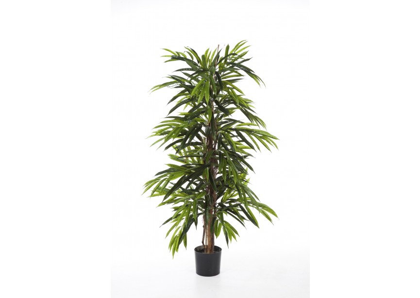 5 DELUXE LONGIFOLIA TREE H150