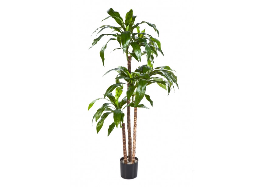 4 DRACAENA FRAGRANS STEUD H120