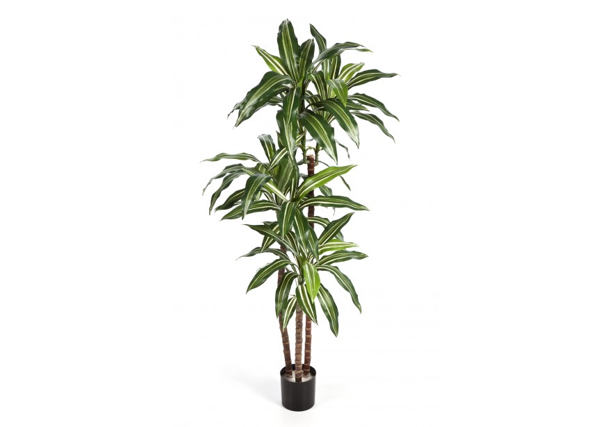 4 VAR DRACAENA FRAGRANS STE H120