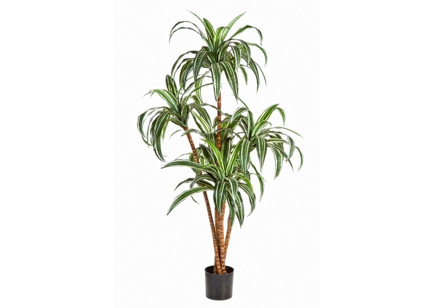 4 DRACAENA TREE X 5 H120