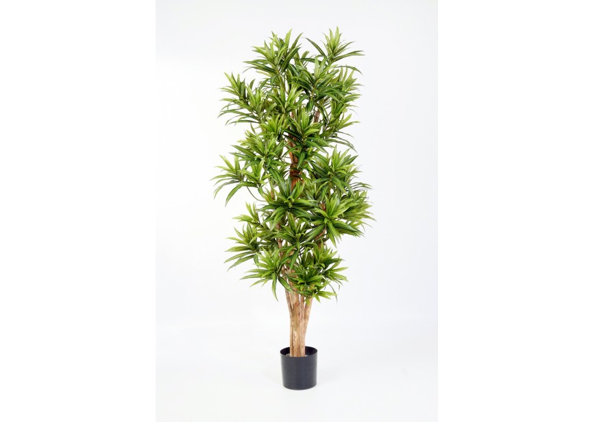 5 DRACAENA REFLEXA H150