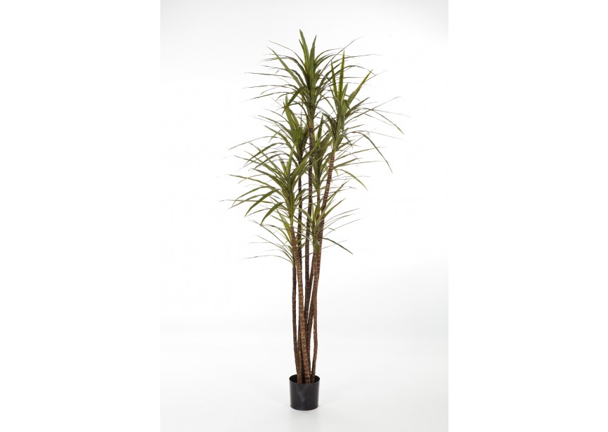 6 DRACAENA MAGENTA X 7 H180