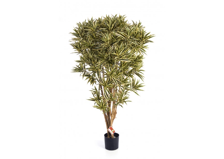 5 DRACAENA REFLEXA JAMAICA H145