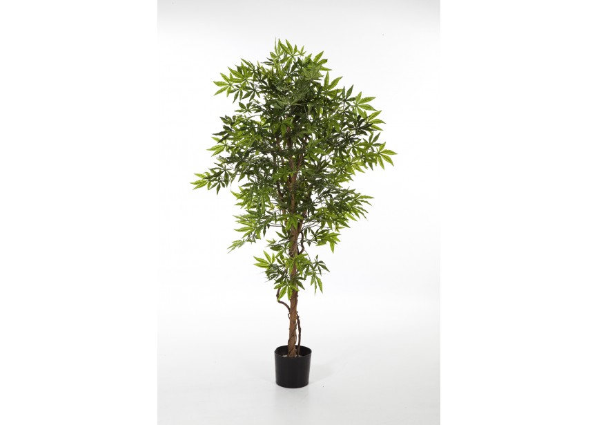 5 JAPANESE MAPLE H150