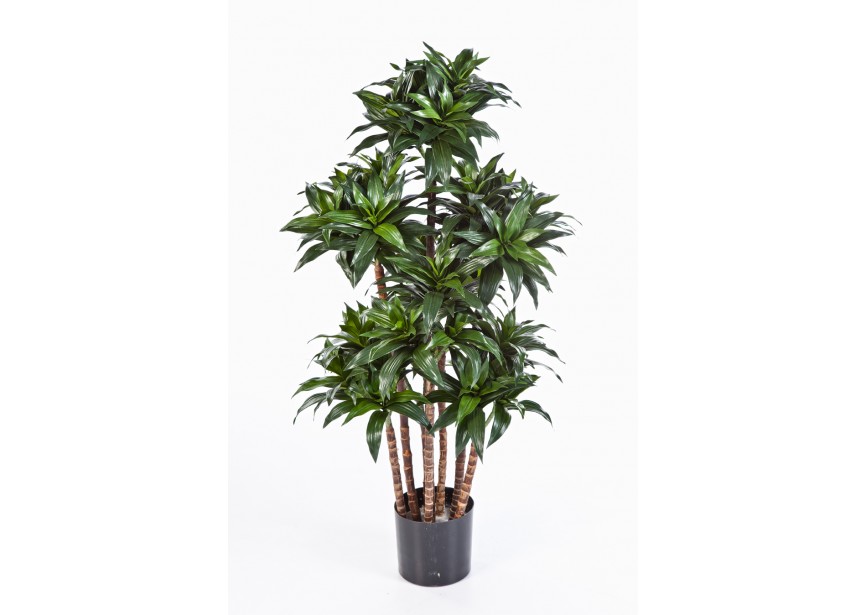 4 DRACAENA FRAGRANS COMPACT H120