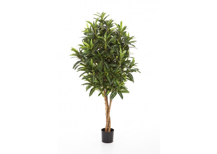 5 CROTON GOLDFINGER TREE H155