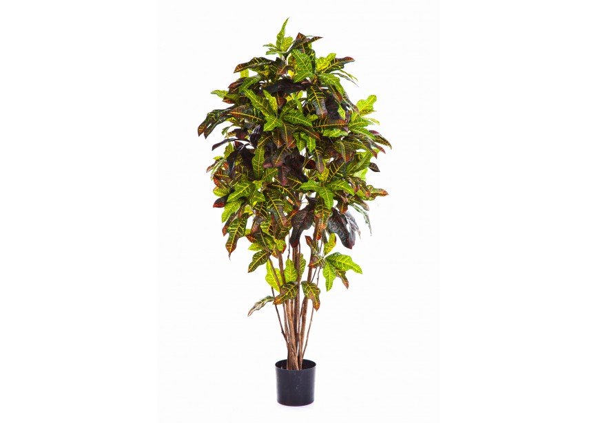 5 CROTON TREE H150