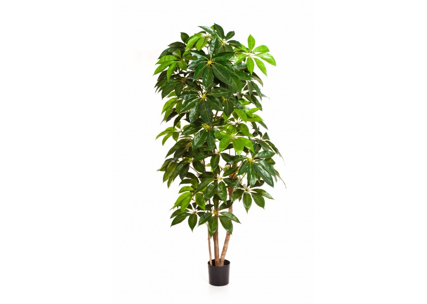 7 GIANT SCHEFFLERA TREE H220