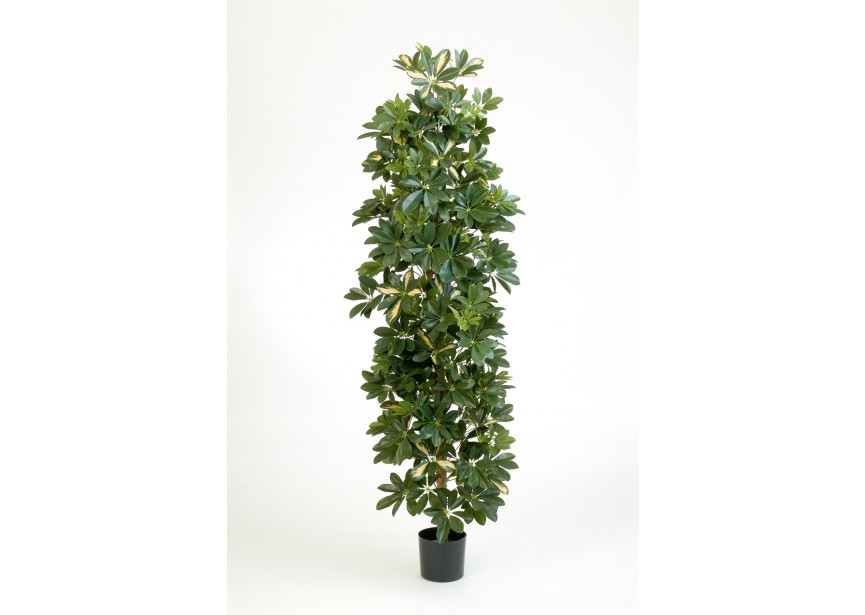 6 VAR, COLUMN SCHEFFLERA H180