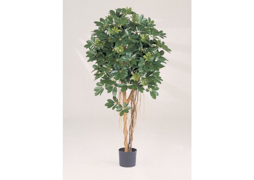 5 NATURAL SCHEFFLERA UMBREL H140