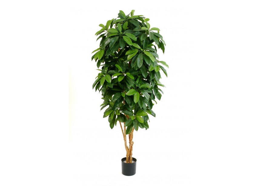 6 LADY SCHEFFLERA TREE H172