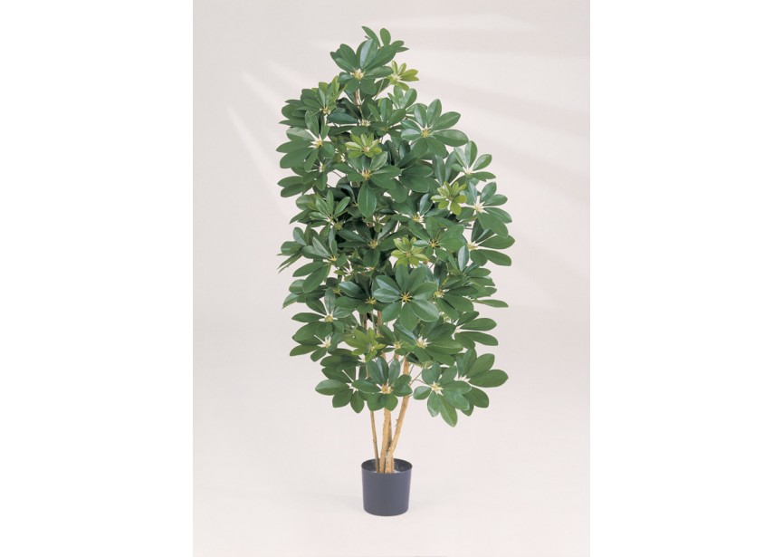 4 NATURAL SCHEFFLERA H110