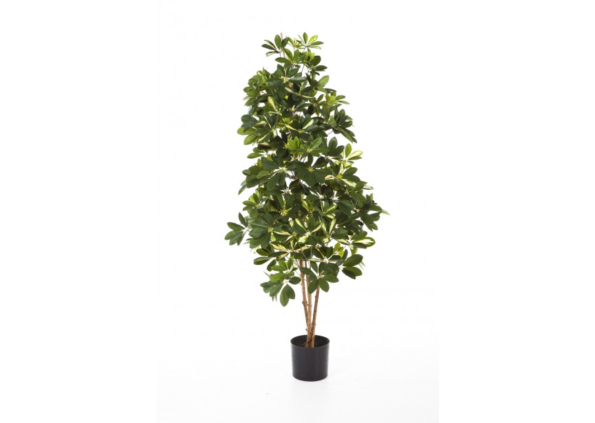 5 VAR, NATURAL SCHEFFLERA H140