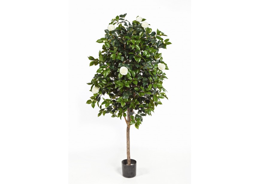 6 CAMELIA VINE TREE H170