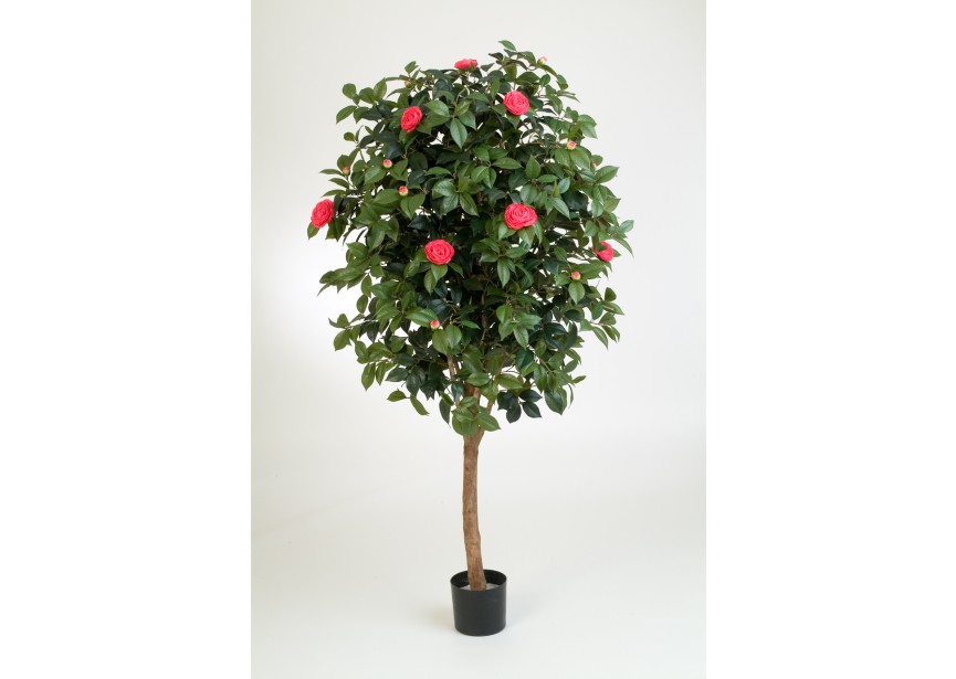 6 CAMELIA VINE TREE H170