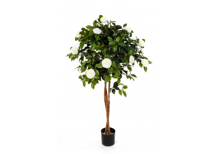 4 NEW CAMELIA UMBRELLA TREE H130