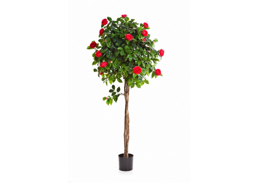 5 NEW CAMELIA UMBRELLA TREE H160