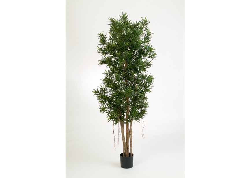 6 PODOCARPUS REFLEXA H180