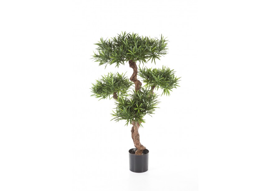 4 PODOCARPUS MOUNTAIN TREE H110