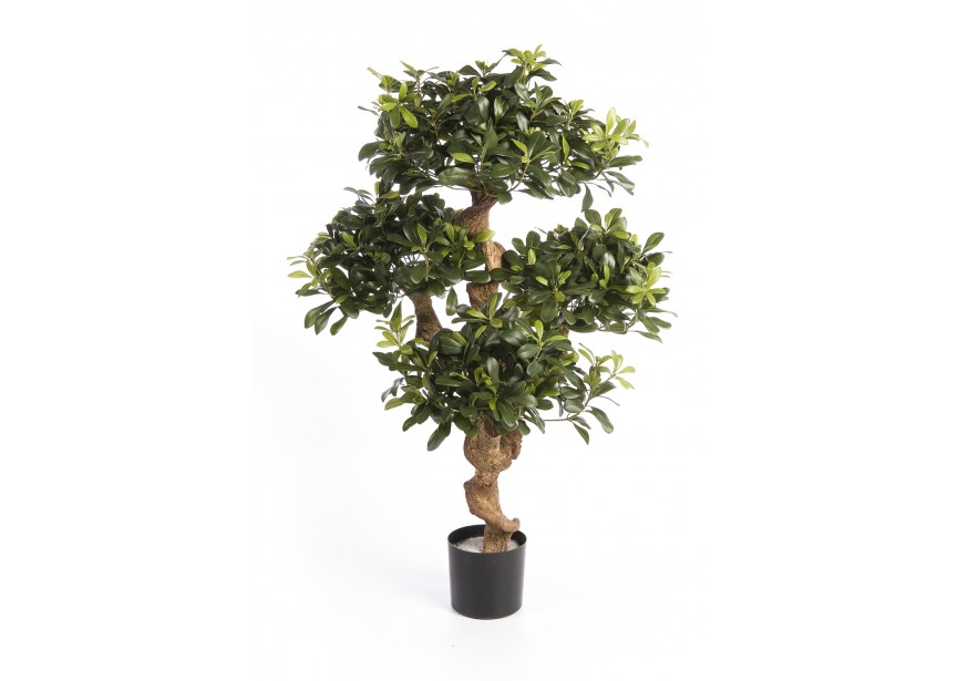 4 PITTOSPORUM MOUNTAIN TREE H120