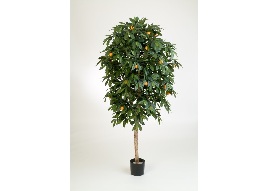 6 MANDARIN ORANGE TREE H170