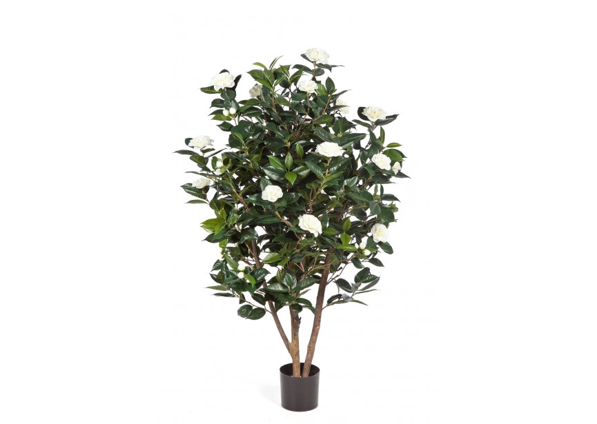 5 CAMELIA JAPONICA BUSH TRE H150