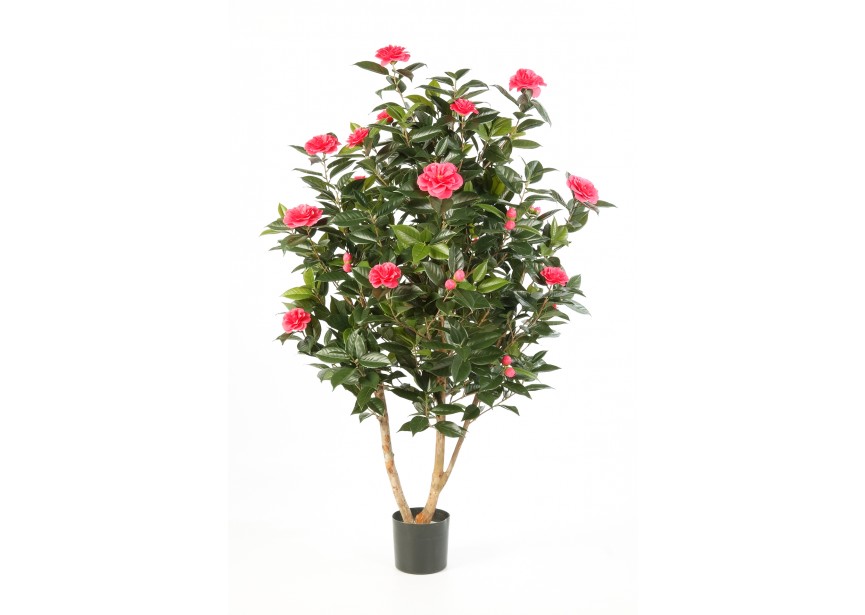 5 CAMELIA JAPONICA BUSH TRE H150