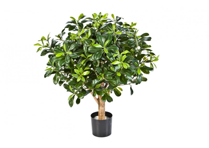 PITTISPORUM BALL TREE 65 CM H65