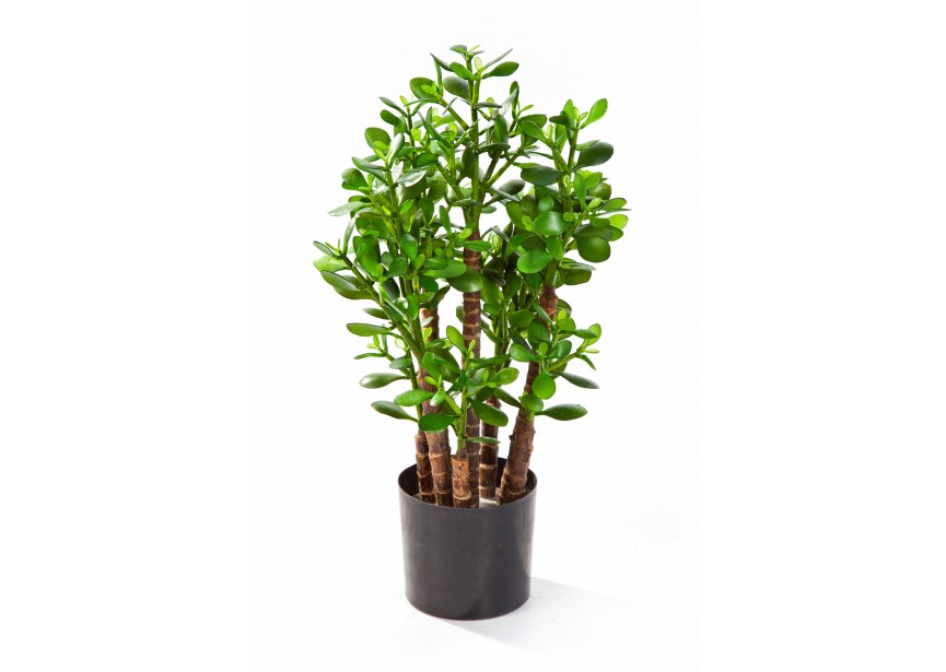 2 CRASSULA OVATA H60