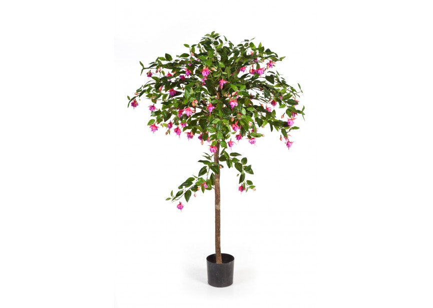 5 FUCHSIA UMBRELLA TREE H140