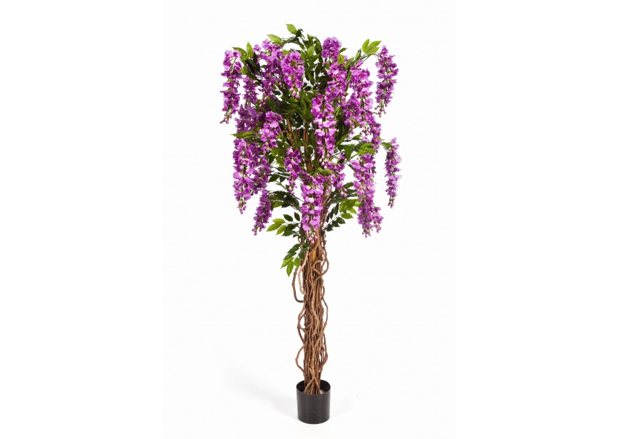 6 WISTERIA LIANA H180