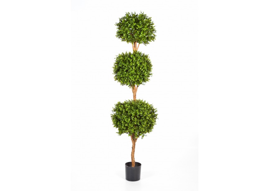 6 BOXWOOD TRIPLE BALL TREE H190