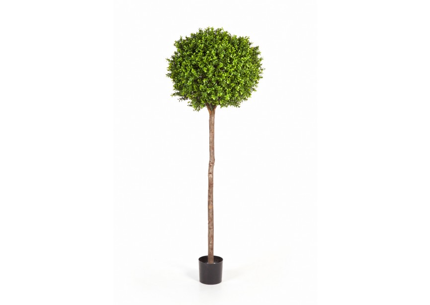 6 BOXWOOD BALL TREE H170