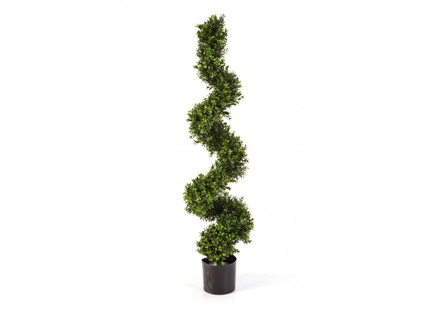 BOXWOOD SPIRAL TREE 135 CM H135