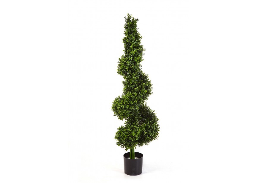 BOXWOOD ROYAL SPIRAL TR 135 H135