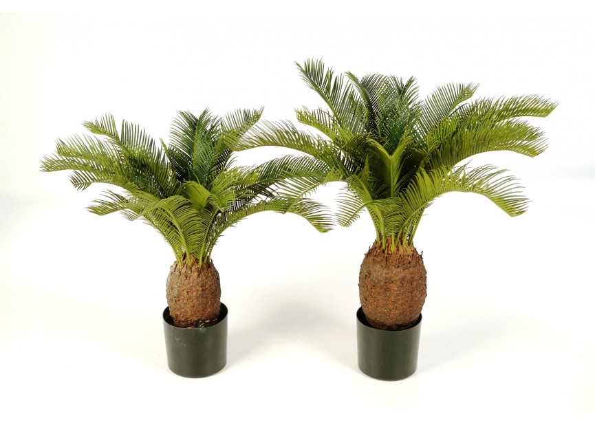 CYCAS PLANT X 22 W/POT H70