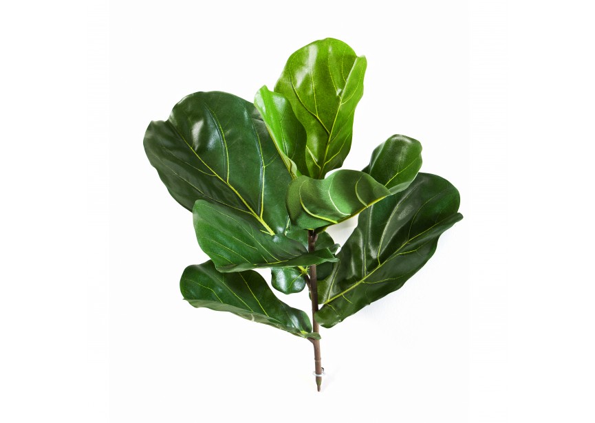 FIDDLE LEAF SPRAY X 7 LVS H58