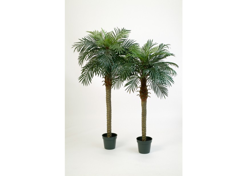 5 PHOENIX PALM W/POT H150