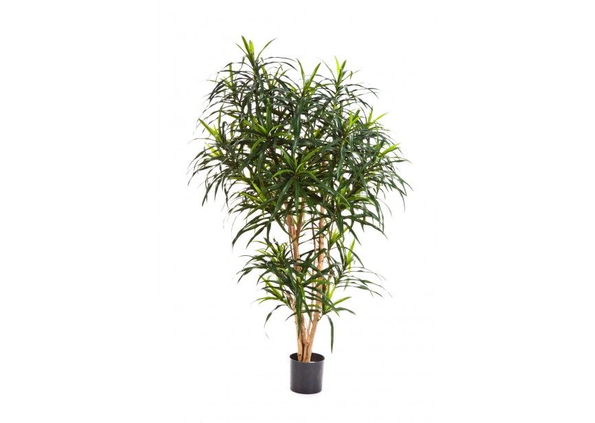 5 DRACAENA REFLEXA ANITA TR H150