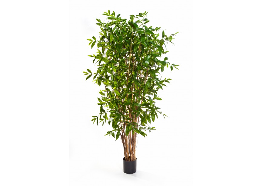 8 DRACAENA SURCULOSA TREE H240