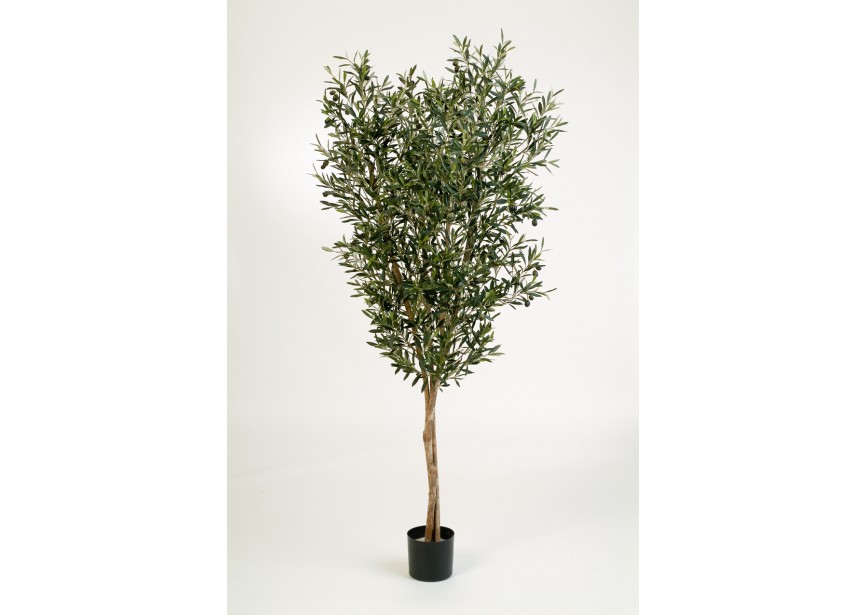 4 NATURAL OLIVE TREE W/F H120