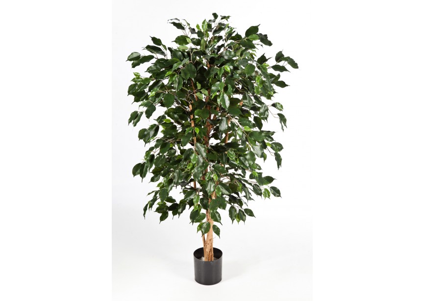 6 FICUS NITIDA EXOTICA H180