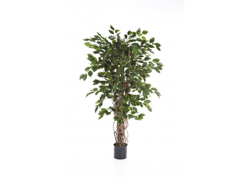 4 FICUS LIANA H120