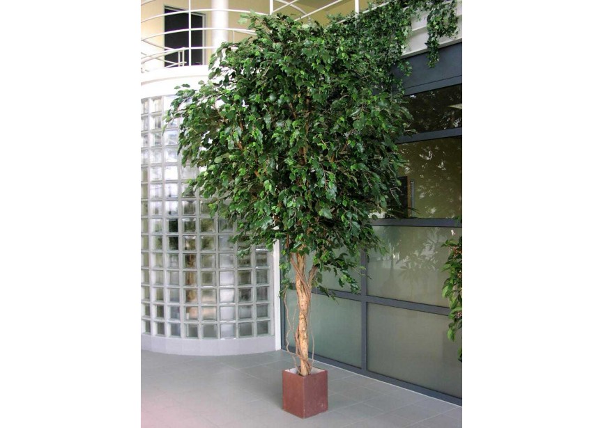 12 GIANT FICUS EXOTICA TREE H360